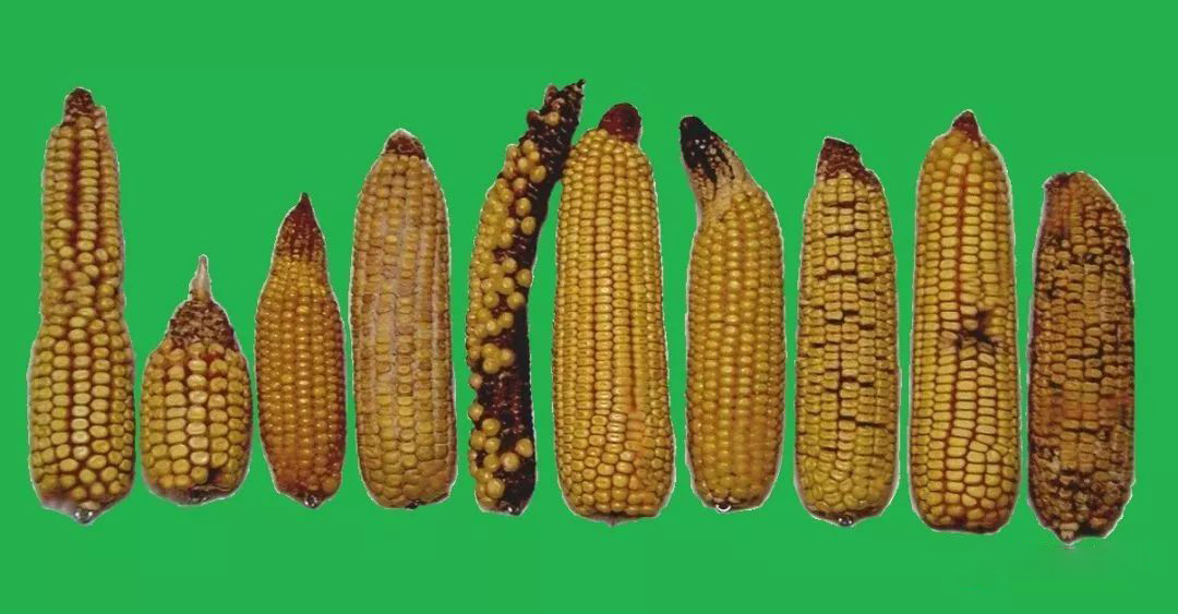 玉米畸形穗是怎么形成的？应该怎么办呢？